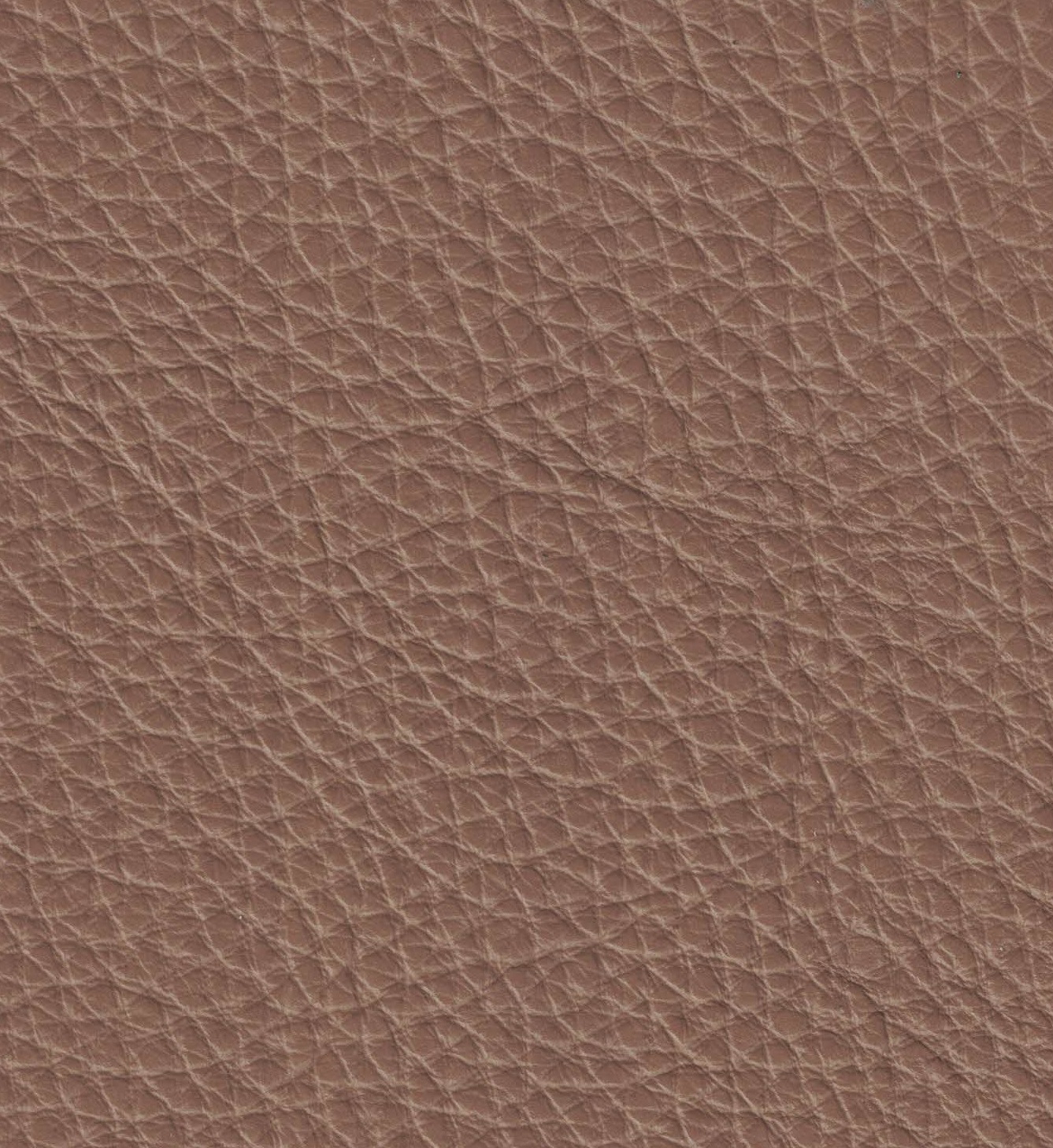 Emotion 1577 mouton